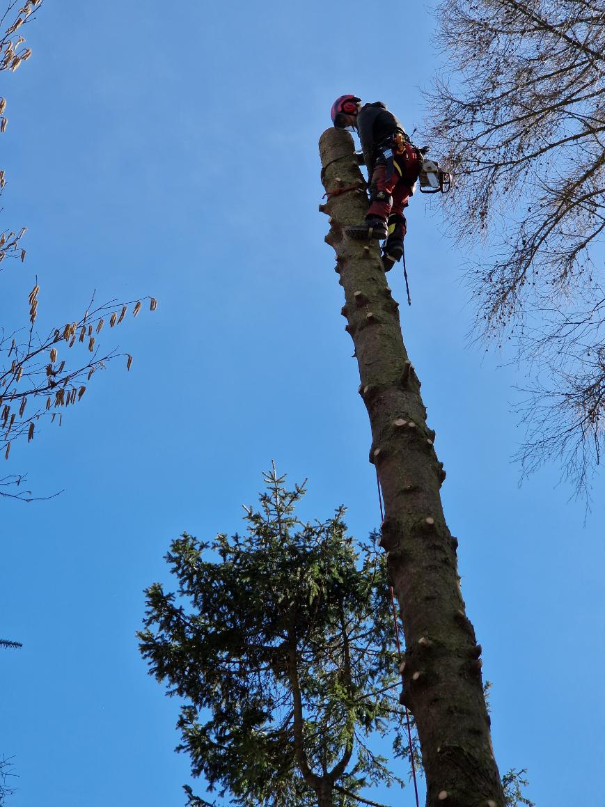 kácení jehličnanů Vítkov-Zálužné